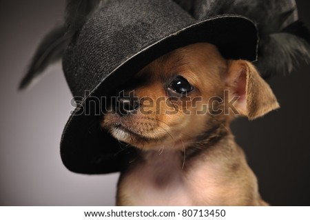 Closeup portrait of a chihuahua puppy wearing a fancy hat with feather