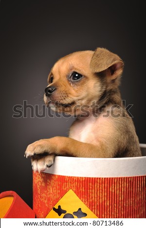 Vertical chihuahua puppy in a red Chinese gift box paws resting on the box edge