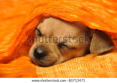 Chihuahua puppy sleeping under a bright orange blanket