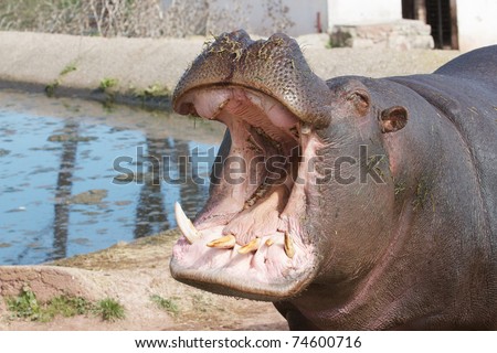 Hippopotamus - mouth wide open.