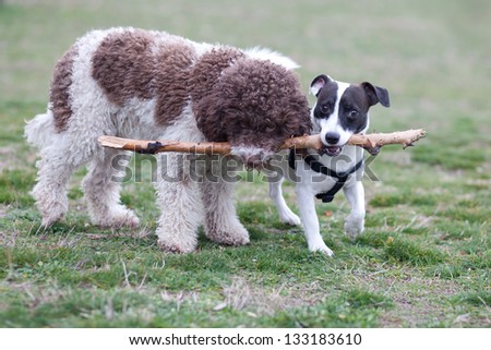 two dogs playing with the stick