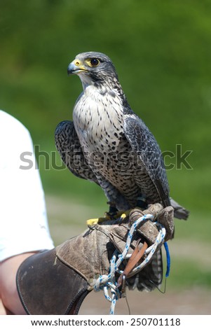 Peregrine Falcon held by a falconer