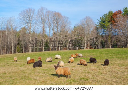 flock of sheep grazing in a green field on a new england farm