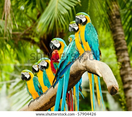 A group of colorful macaw on the tree