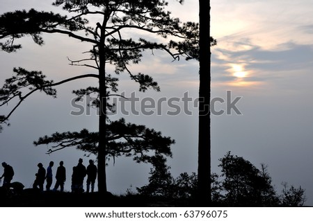 Pine tree and people silhouette shot in the morning at phukradueng national park in thailand.