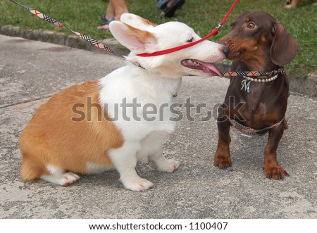 Dachshund and Rabbit dog getting friendly (more animal photos in gallery)