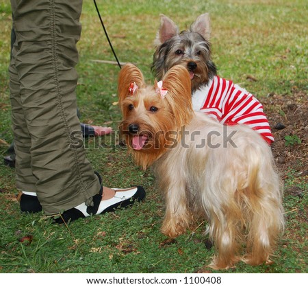 Silky and Skye Terriers in park (more animal photos in gallery)