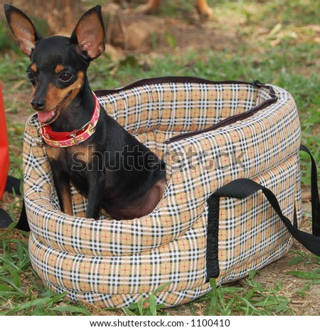 Chihuahua in carrying bag in park (more animal photos in gallery)