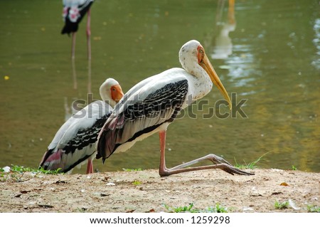 Two stork birds resting by the lake (more animal images in my gallery)