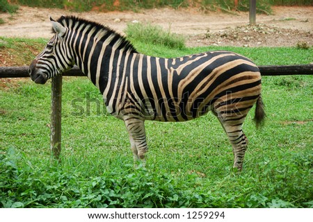 Zebra enjoying the evening in a zoo (more animal images in my gallery)