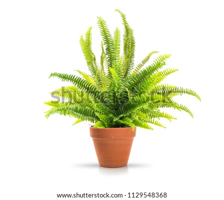 Similar – Image, Stock Photo Green and brown fern fronds in autumn garden