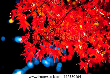 red japanese maple autumn fall , momiji tree