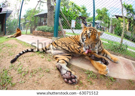 Tigers are sitting cute post