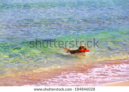 Beautiful Golden Retriever dog swimming in the sea with a water bottle