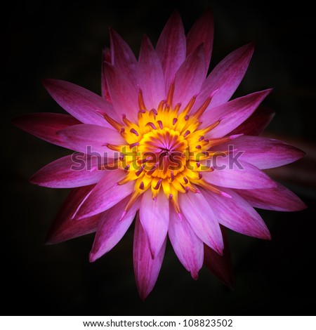 Top view of Beautiful Pink Lotus