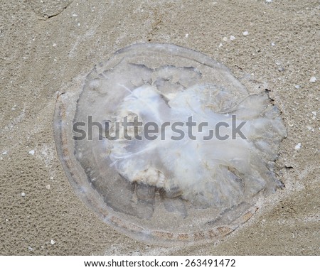 jelly fish dead on the beach due to bad pollution