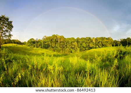 Rainbow landscape over forest