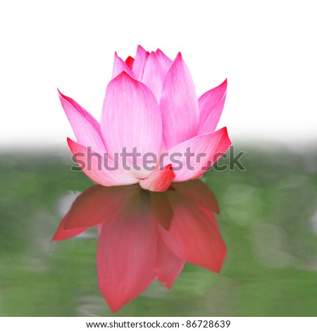 pink lotus floating on water