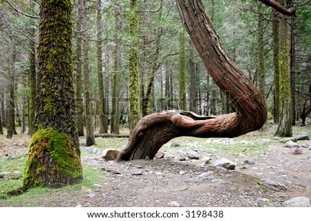Crooked tree in Yosemite National Park, California