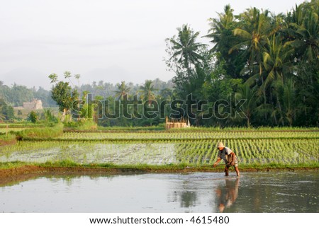 Man working in rice fields, Bali, Indonesia