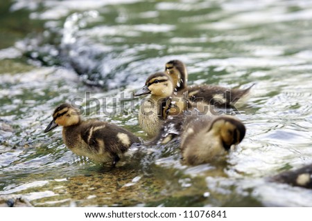 Cute fuzzy Ducklings swimming in Puget Sound, Seattle