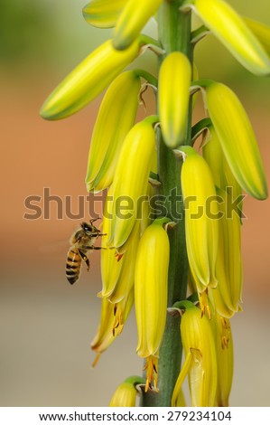 Honey bee extracting the nectar from a yellow flower