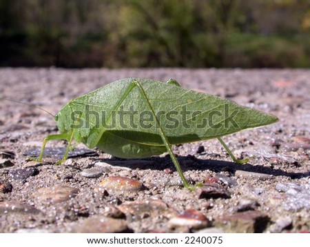 a leaf bug resting on a cement wall on a summer day