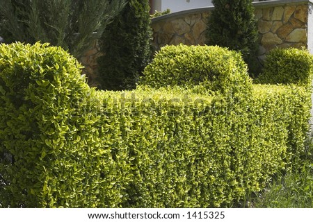 Neatly trimmed hedge.