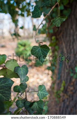 Green leaf in shape of heart an love with tree in background