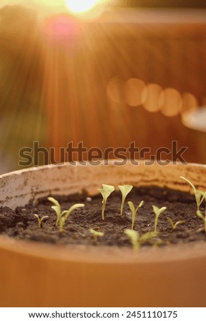 Similar – Image, Stock Photo photo of basil growing in a pot near a window