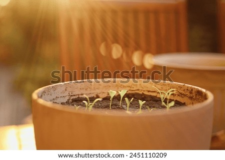 Similar – Image, Stock Photo photo of basil growing in a pot near a window