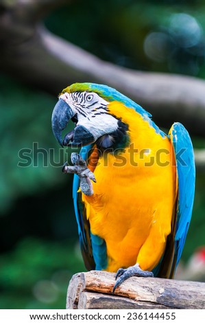 A blue-and-yellow macaw (ara ararauna) perched in the jungle.