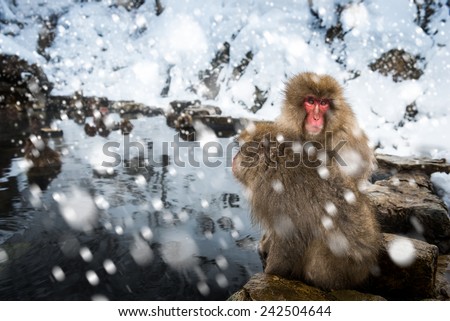 A pair of snow monkeys sit on the edge of a hotspring at Jigokudani Monkey Park in Nagano Prefecture, Japan.