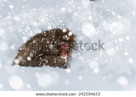 An adult snow monkey forages for food in the snow at Jigokudani Monkey Park in Japan.