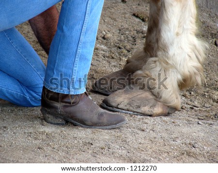 horse and mans feet together