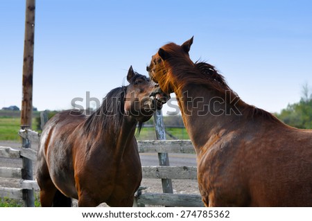Horses in Love