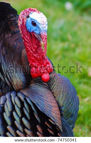 Wild North American Male Turkey