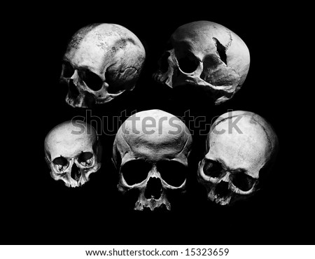 assortment of different kind of human skulls