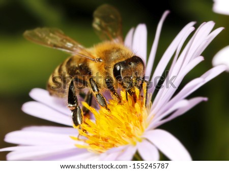 Honey bee on flower a macro background
