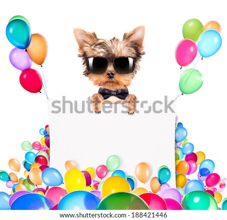 funny dog with Holiday banner and colorful balloons