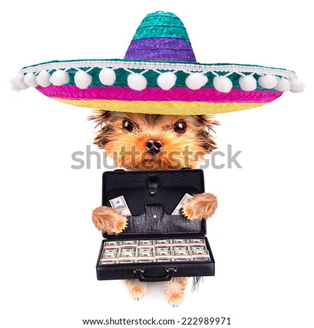 cute little puppy holding case full of money on a white background