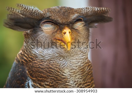 Owl portrait, close up of funny face