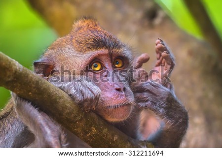Portrait of sad monkey with bright yellow eyes looking in camera. Crab-eating macaque or the long-tailed macaque, Macaca fascicularis