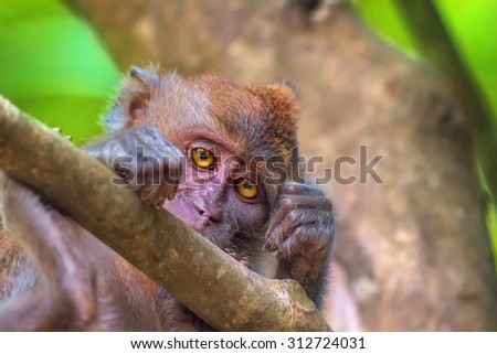 Portrait of sad monkey with bright yellow eyes looking in camera. Crab-eating macaque or the long-tailed macaque, Macaca fascicularis