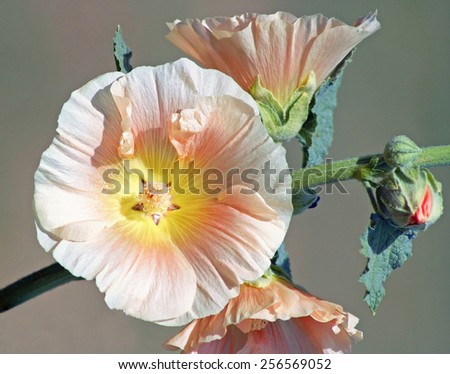 Pastel shades of pink and yellow surround the center of the Hollyhock flower