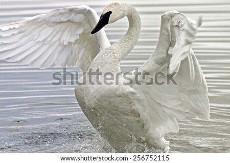 Trumpeter Swan flapping and stretching her beautiful wings in the waters at the Marsh