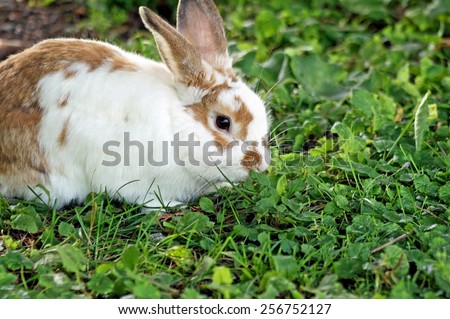 Cute little bunny eating clover and grass outdoors