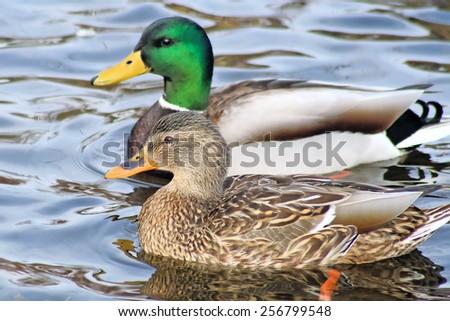 Mallard Duck Mates Swimming Side By Side