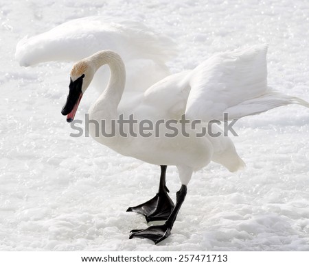 Magnificent Trumpeter Swan standing on snow covered ground in Aggressive Fighting stance