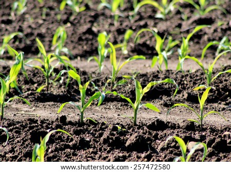 Crop of fresh new corn seedlings growing